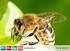 VORANSICHT. Die Honigbiene mehr als nur ein Honigproduzent. Das Wichtigste auf einen Blick. III Tiere Beitrag 12 Die Honigbiene (Klasse 5/6) 1 von 28
