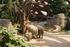 Beobachtung der Elefantengruppe Indi in der elefantastischen Anlage Kaeng Krachan