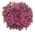 Petunia Cascadias TM