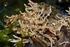 Asiatische Gespensterkrebse (Caprella mutica) erobern das deutsche Wattenmeer