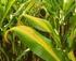 Wie viel Stickstoff braucht der Mais?