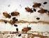 Kleiner Bienenstockkäfer in Italien nachgewiesen! Synonyme: Bienenbeutenkäfer (Aethina tumida, engl. Small hive beetle)