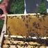Richtlinie für Imkerei und Bienenhaltung