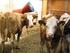 Emissionen aus der Tierhaltung (Rinder und Schweine) Lüftungsfehler in der Praxis Einleitung Rechtliche Situation ausreichenden Luftwechsel