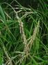 Produktion von Getreide, insbesondere Reis, wird hoch subventioniert. Der Selbstversorgungsgrad