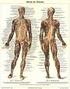 Inhaltsverzeichnis. Allgemeine Anatomie. 5 Muskeln. 6 Gefiilse. 7 Lymphatisches System und Driisen
