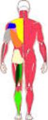 - 1 - Muskel: Deltamuskel, vorderer Anteil S. 130 M. deltoideus pars clavicularis. Anmerkungen. Typ : --- Kräftigung