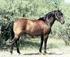 Spanish Mustang Registry (SMR) Rassestandard