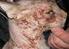 Atopische Dermatitis/Allergie bei Hunden