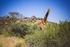 Spektakuläre Natur und wilde Tiere in Namibia. 28. April bis 13. Mai Reisetage