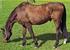 Das Equine Cushing Syndrom beim alten Pferd