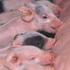 Praxiserfahrungen aus 8 Jahren Öko-Schweinezucht