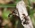 Ameisenzeit. ein Projekt der Waldeigentümer und Naturschützer. Dritter Zwischenbericht - Projektjahr 2015