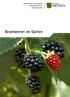 Brombeeren im Garten