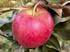 Apfelsorten mit Resistenzeigenschaften Status quo im Anbau und Perspektiven in der Züchtung