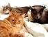 L-Lysin. Informationen für den Katzenhalter. Katzenschnupfen und Felines Herpesvirus (FHV-1) bei der Katze