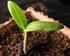 Warum Nutzpflanzen selbst vermehren?