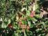 Feuerbrand-anfällige Wirtspflanze: Sorbus sp. (Mehlbeere, Eberesche)