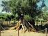 AUF. Unterwegs: Kreta 90 LEBEN. Olivenbaum bei Agia Galini (gr. Bild), Wand am Kloster Vrondisiou (o.)