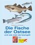 Erkennen und fangen Die Fische der Ostsee und wie man sie beangelt. Beilage zum. Blinker