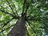 Baumschutzgesetz (BSchG) 1)