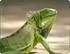 Schlangenmilbenbefall (Ophionyssus natricis) beim Grünen Leguan (Iguana iguana) Ein Fallbericht