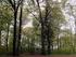 Satzung zum Schutz des Baumbestandes der Gemeinde Seebach vom