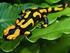 Untersuchung eines städtischen Vorkommens des Feuersalamanders Salamandra salamandra (Linnaeus 1758):