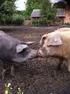 Richtlinien für die artgerechte Schweinehaltung