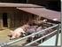 Bioschweinehaltung in Österreich