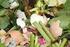 Bio-Abfall ist Kompost, kein Müll!