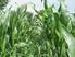 Nachhaltigkeit landwirtschaftlicher Betriebe mit Maisanbau