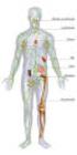 Das lymphatische System. Das Lymphgefäßsystem