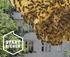 Stadtbienen e.v. Gib Bienen ein Zuhause!