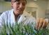 Mit Biotechnologie zur besseren Pflanze für die Rohstoffnutzung