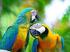 Merkblatt für die Zucht oder den Handel mit Papageien und Sittichen
