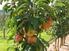 Apfel- und Birnensorten für kleinere Bäume im Hausgarten