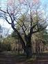 Verordnung zur Festsetzung von Naturdenkmalen (Bäume, Baumgruppen, Alleen, Baumreihen, Relikte natürlicher Wälder) im Landkreis Teltow-Fläming
