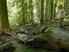 Hier soll der Wald sich selber leben Deutschlands Wald und der Naturschutz
