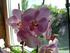 Orchideen: Ihr kennt Orchideen sicherlich als Zimmerpflanzen. der Natur verankern sie sich an