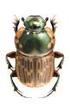 Carabidae und Staphylinidae (Coleóptera) des Kaiser Dorfertales (Hohe Tauern, Osttirol, Österreich) *)
