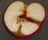 Schädlinge Apfelwickler (Obstmade)