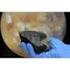 MARS FELL ON EARTH! Sensationeller Sammlungszuwachs für das Naturhistorische Museum Wien