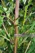 Traubenkraut / Beifußambrosie (Ambrosia artemisiifolia )