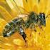 Bienen und Wespengiftallergie