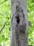 Erkennen von Quartierbäumen für Fledermäuse sowie deren Schutzmöglichkeiten. 1 Einleitung