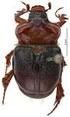MONOGRAPHIE DER DYNASTINAE 4. Tribus: Pentodontini (papuanische und pazifische Inselwelt) (Coleoptera : Lamellicornia : Melolonthidae) x