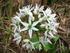 Wildkräuter. Bärlauch (Allium Ursinum) Familie: Lauchgewächse. Beifuss (Artemisia vulgaris) Familie: Korbblütler. Wildkräuter mit Bildern Seite 1