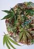 Cannabis Motive und Rituale