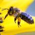 Die Biene Daten Fakten Informationen. Ein Insekt der Superlative
